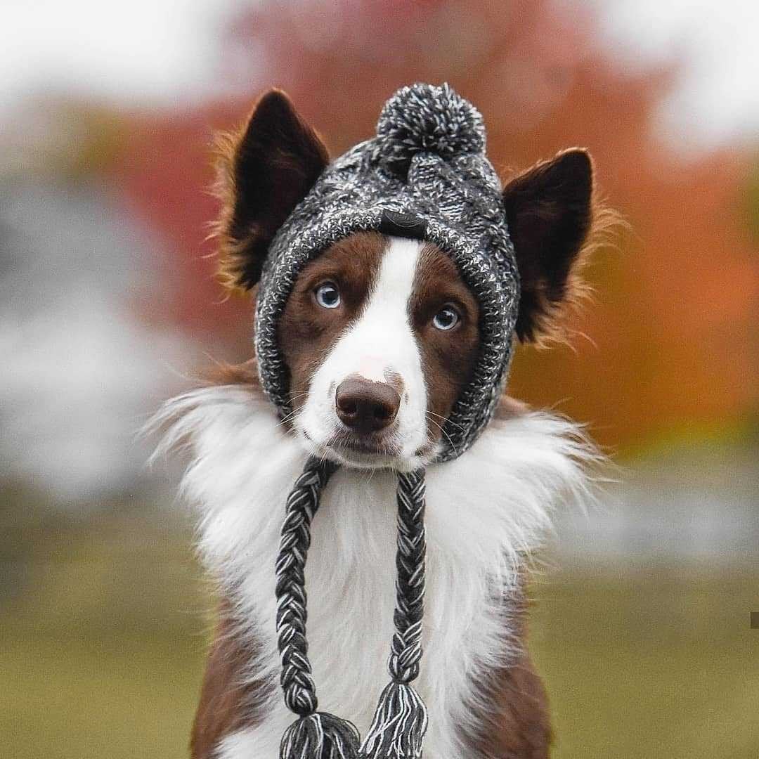 Windproof Knit Hat for Dogs – photo 6